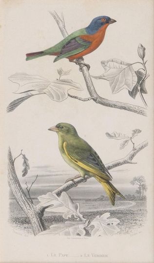 Ten engravings with Birds